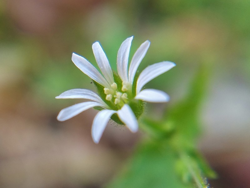 Mexican Starwort photo 5