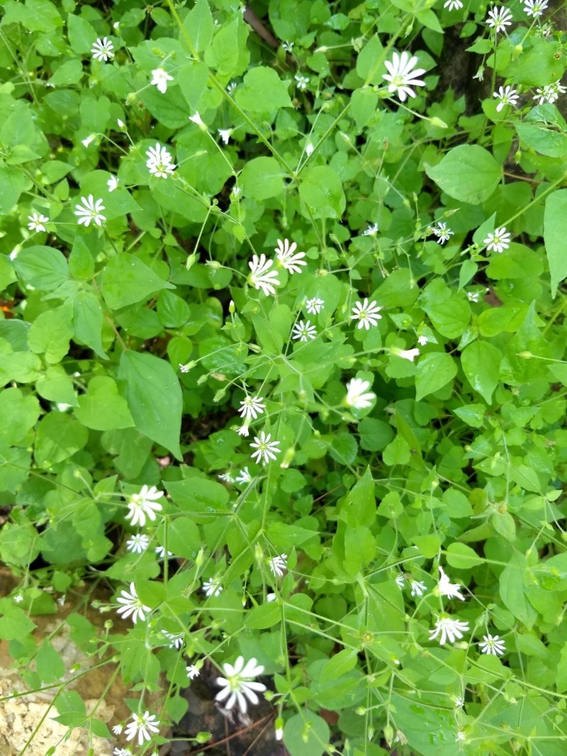 Mexican Starwort photo 6