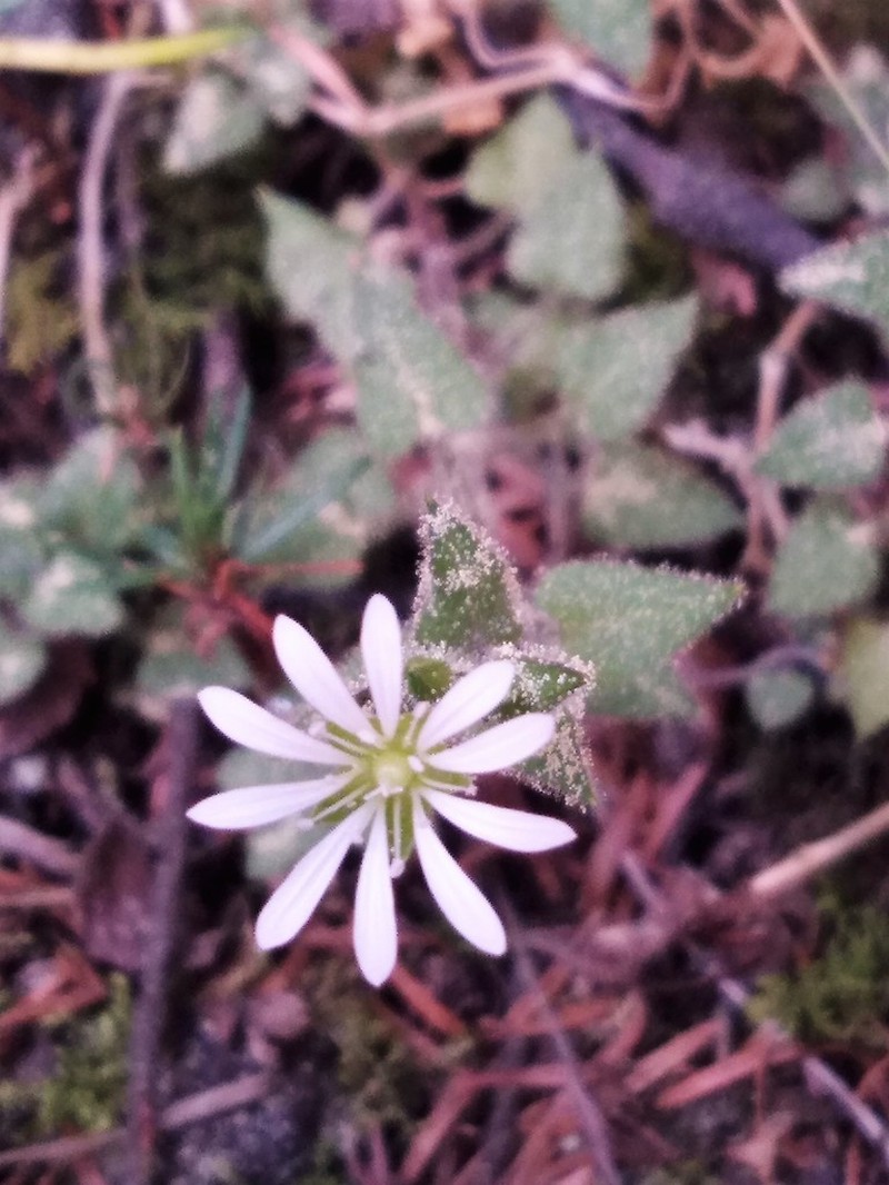Mexican Starwort photo 7