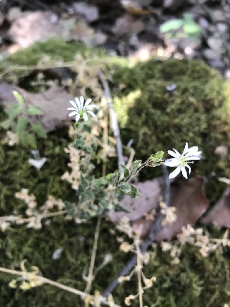 Mexican Starwort photo 8