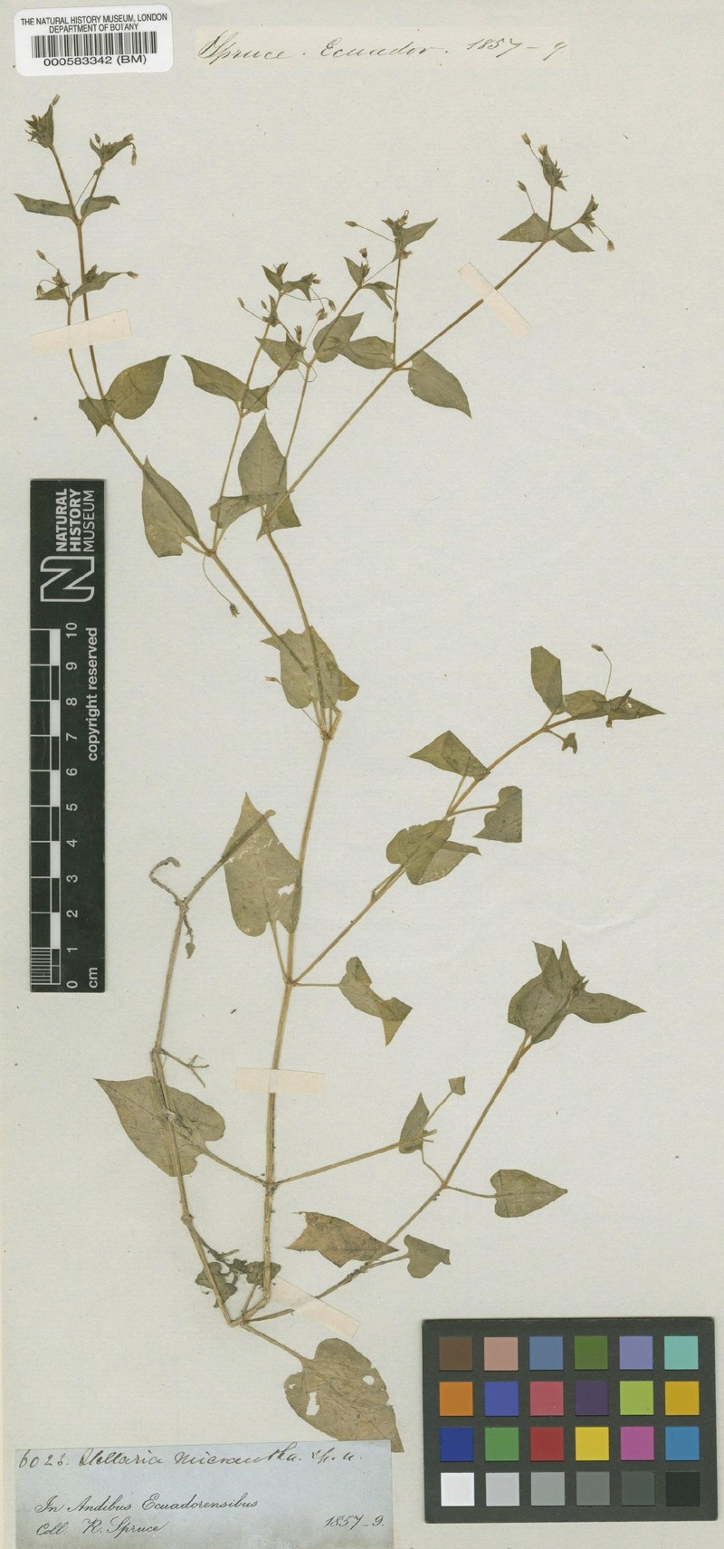 Stellaria cuspidata subsp. cuspidata