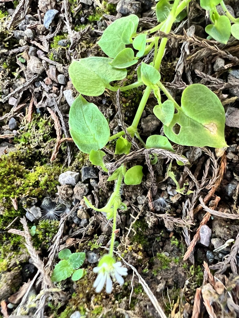 Prostrate Starwort