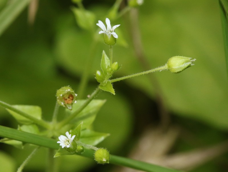 Prostrate Starwort photo 2