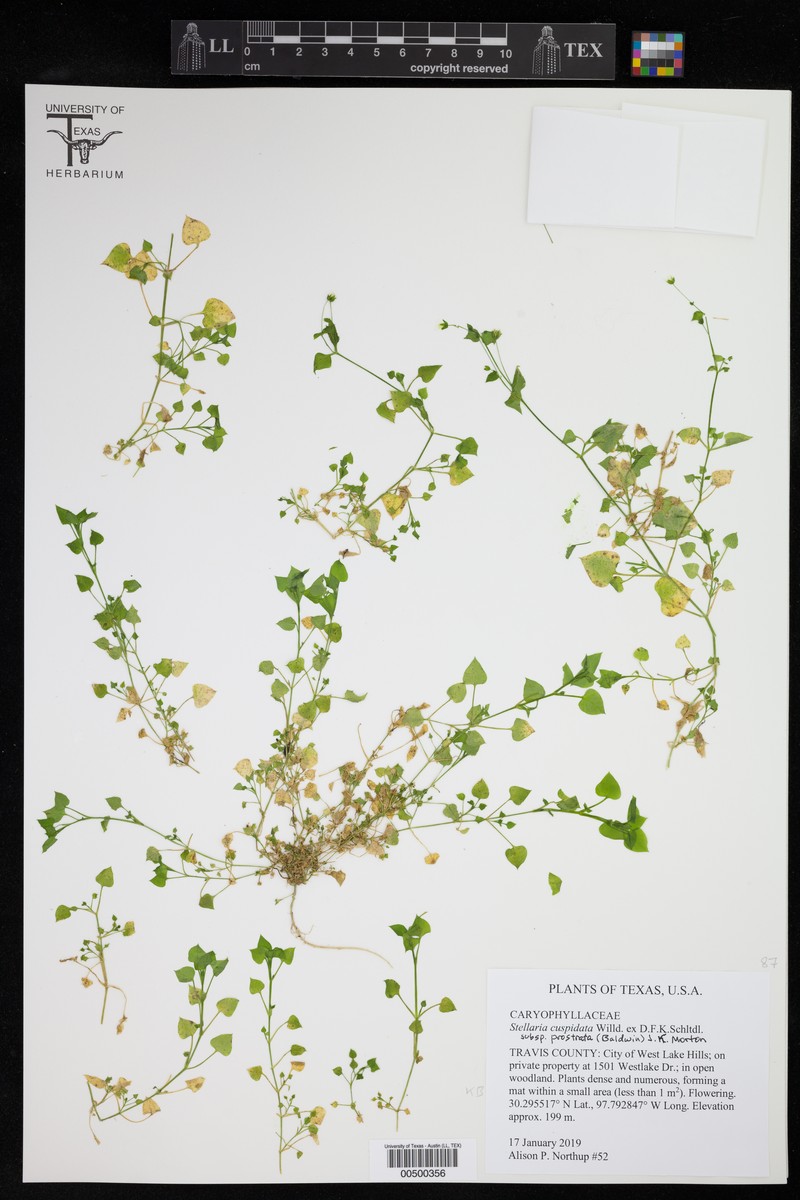 Prostrate Starwort photo 3