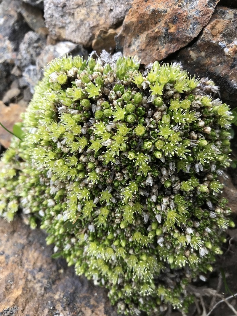 Matted Starwort