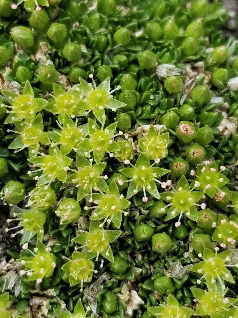 Matted Starwort photo 2