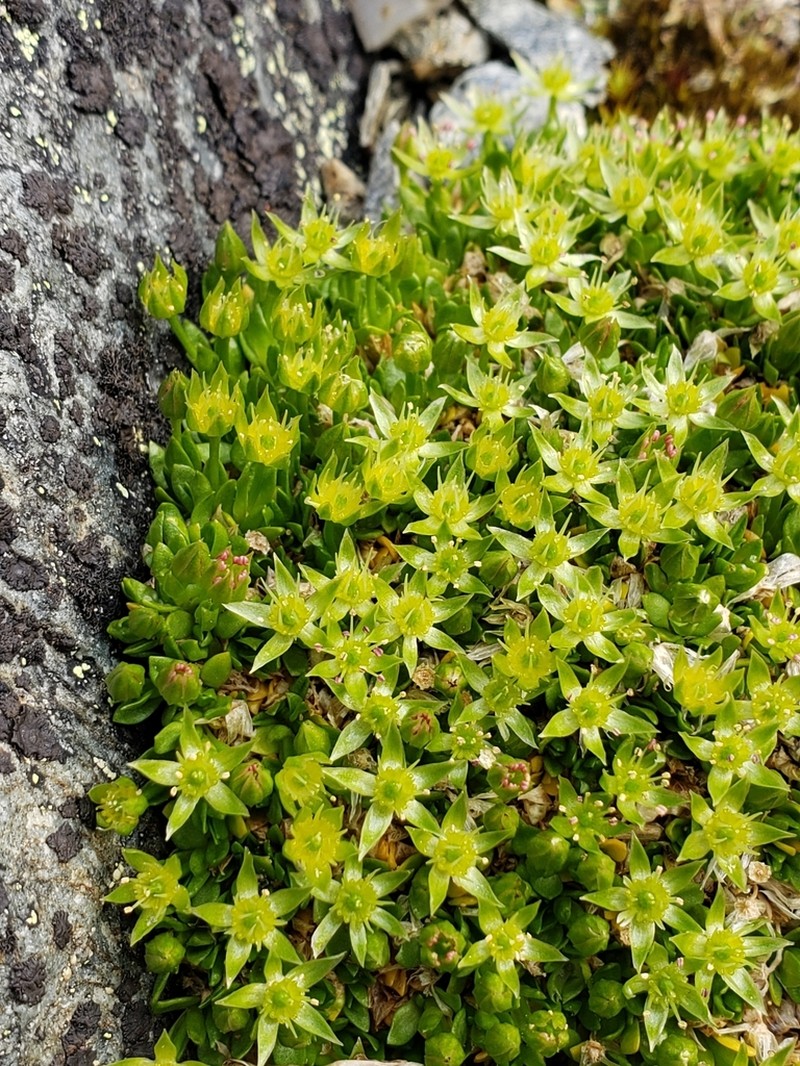 Matted Starwort photo 3