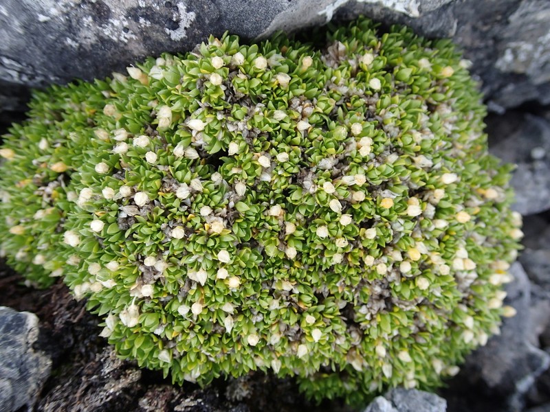 Matted Starwort photo 4