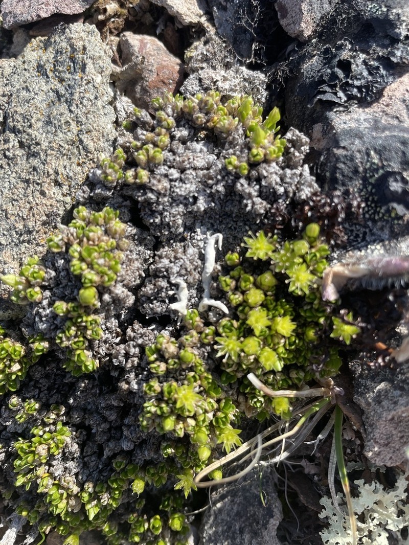 Matted Starwort photo 5