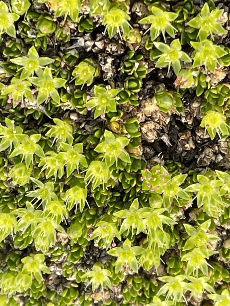 Matted Starwort photo 6