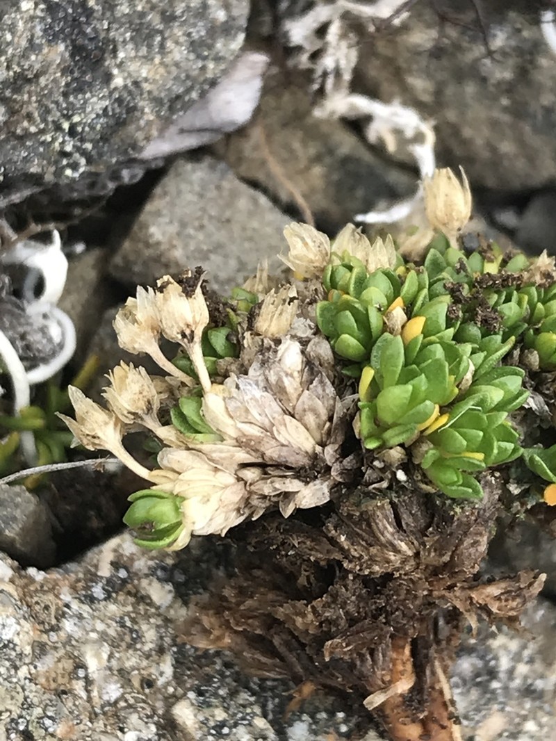 Matted Starwort photo 7
