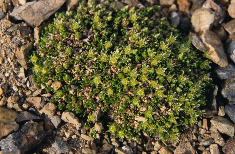 Matted Starwort photo 8