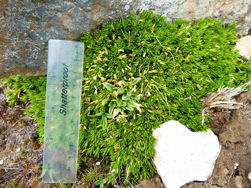 Stellaria engleriana photo 2