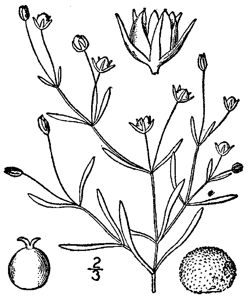 American Water Starwort photo 2
