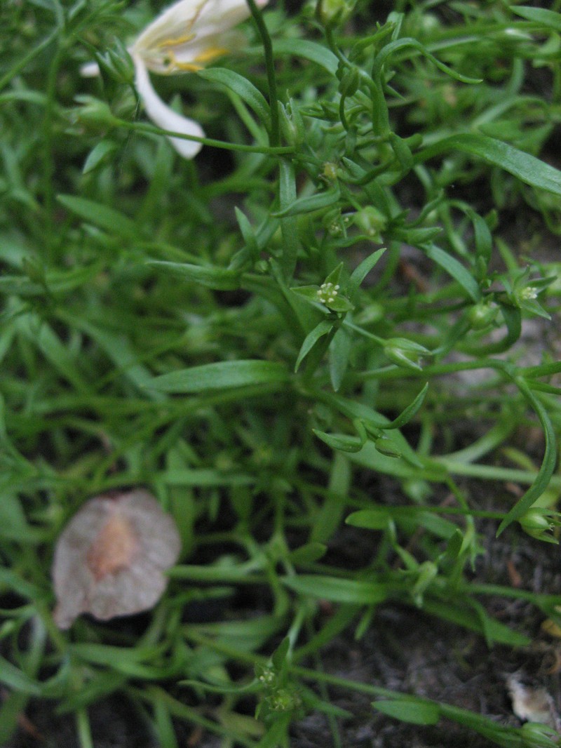 American Water Starwort