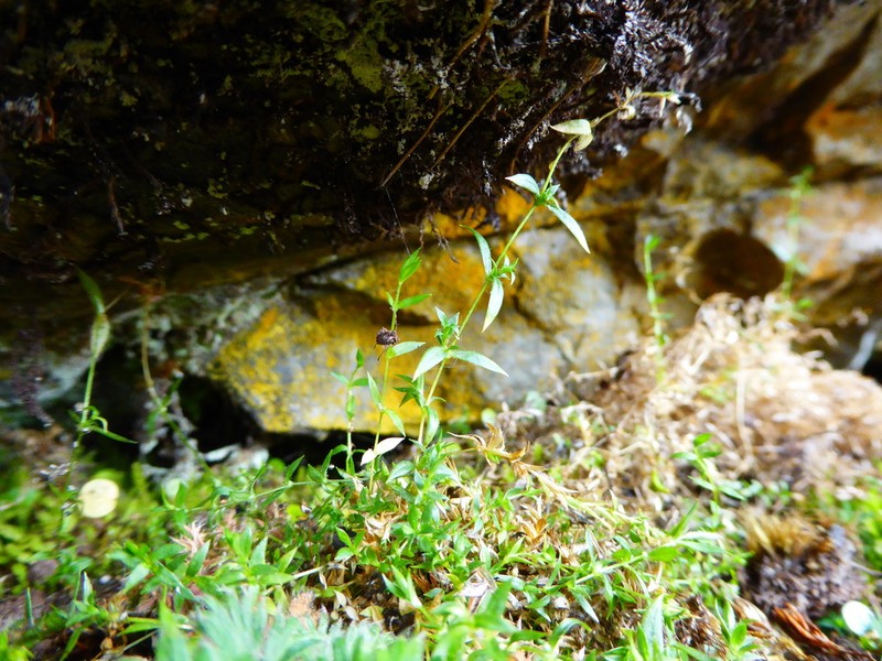 Stellaria galianoi