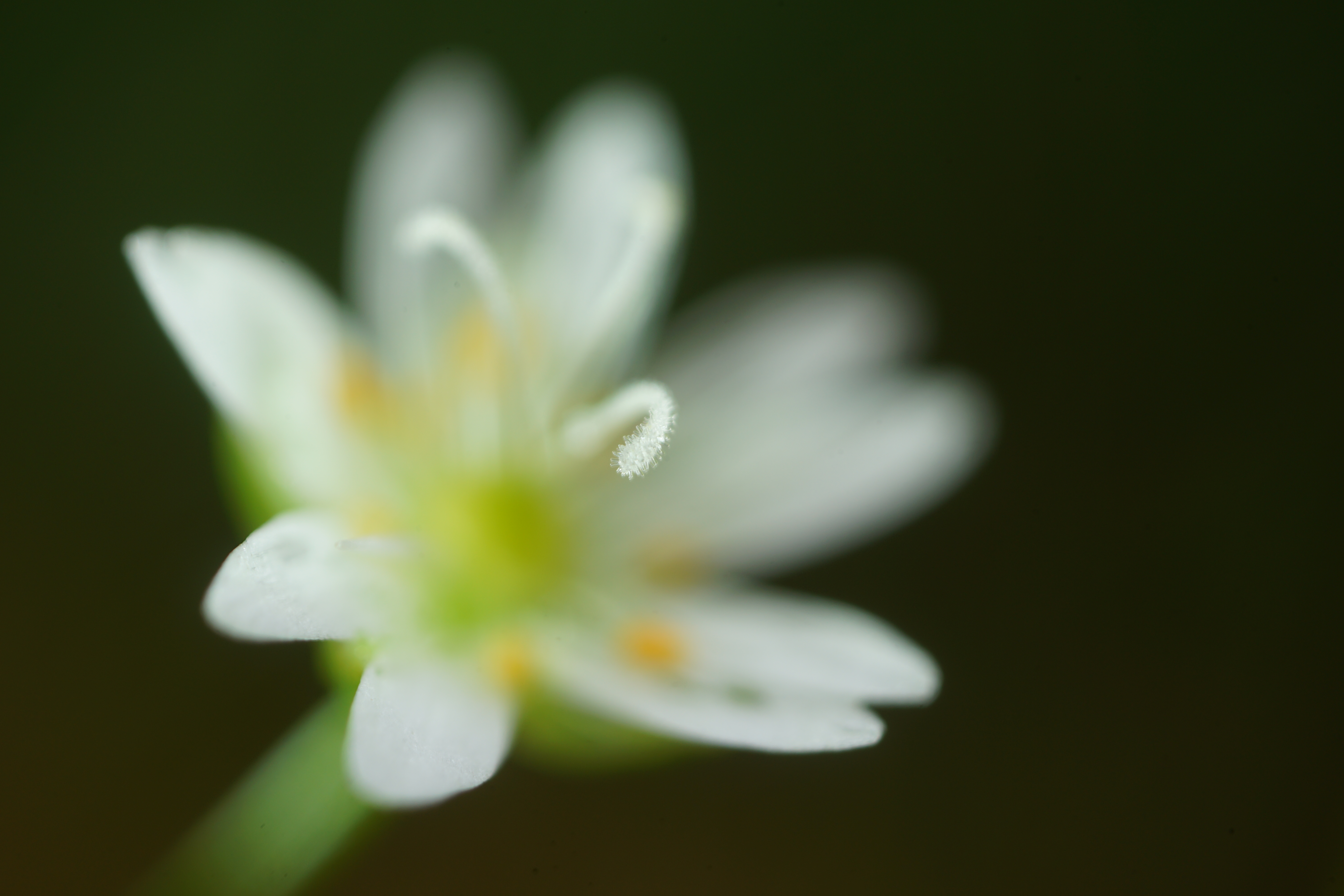 Grass-Like Starwort photo 4