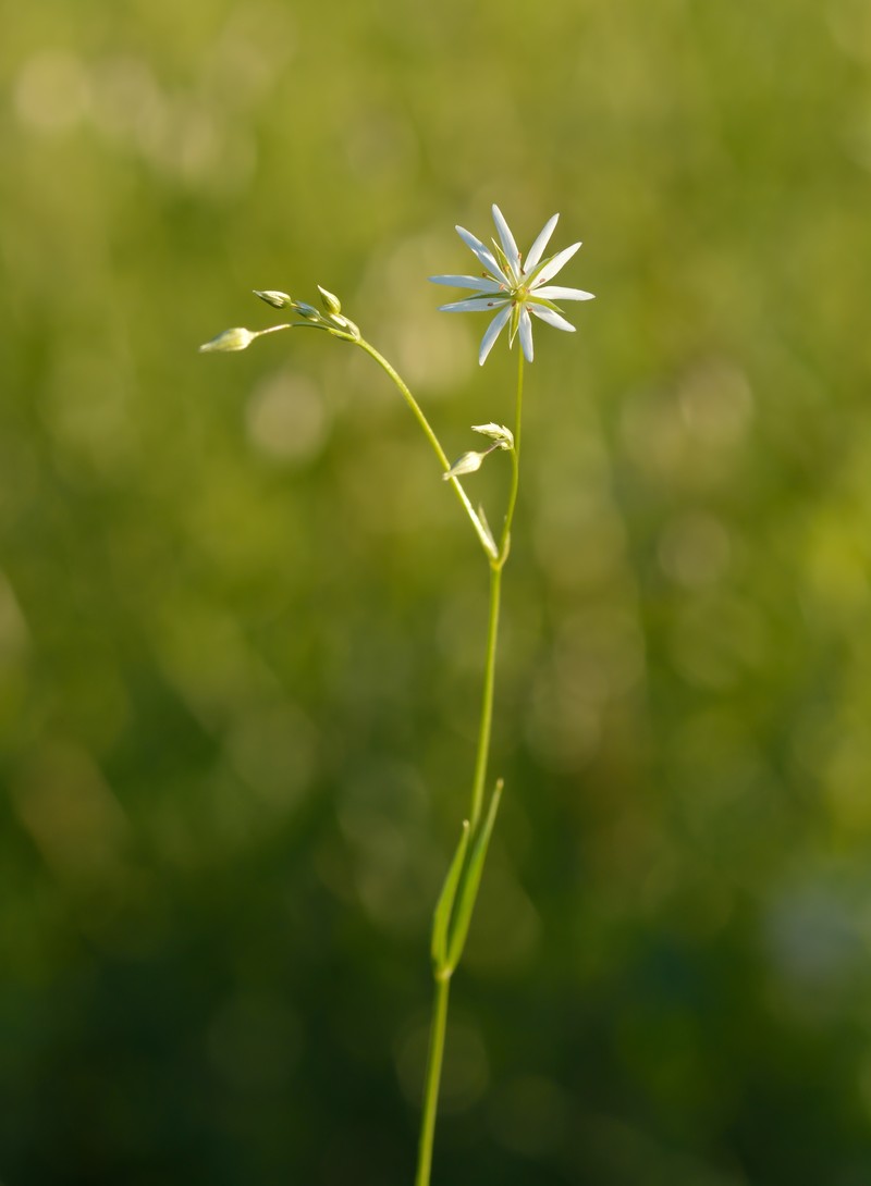 Grass-Like Starwort photo 2