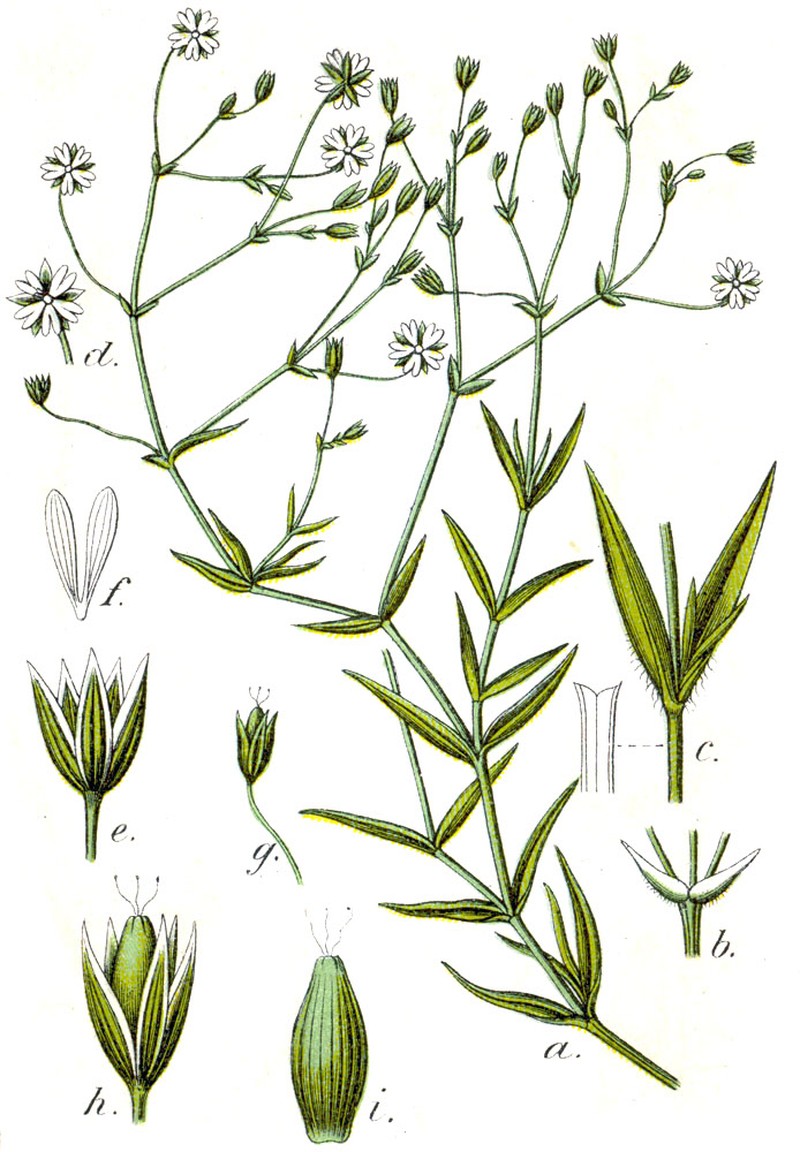 Grass-Like Starwort photo 3