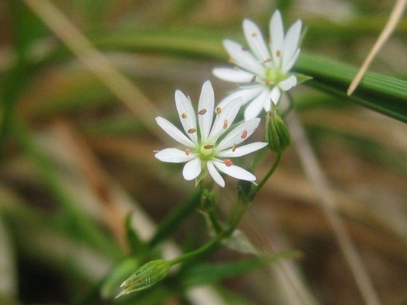 Grass-Like Starwort