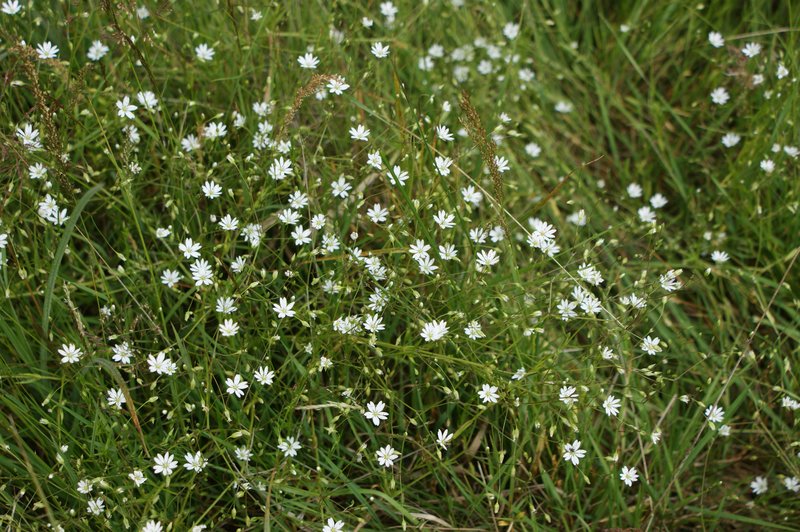 Grass-Like Starwort photo 5