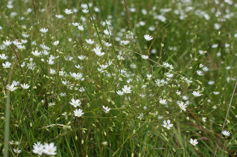 Grass-Like Starwort photo 6