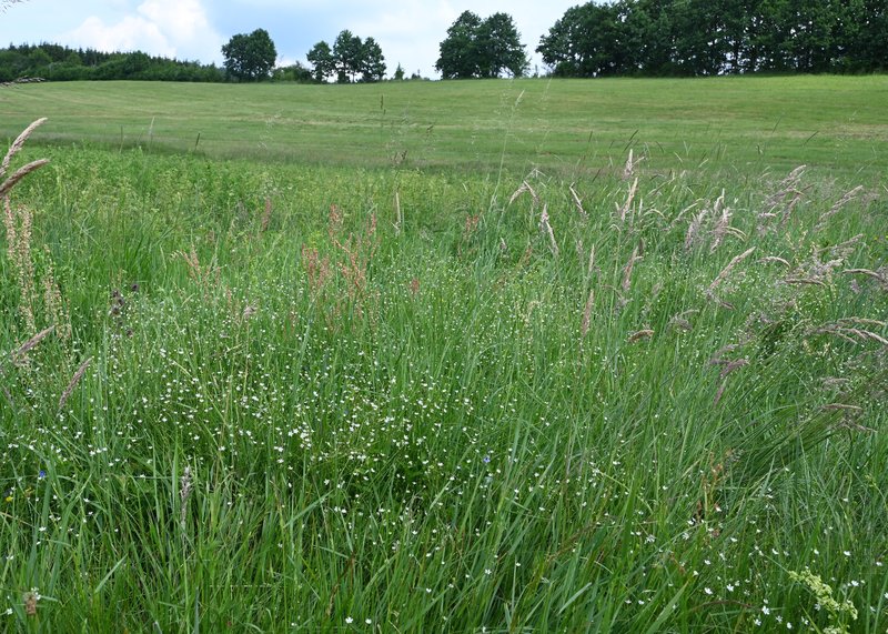 Grass-Like Starwort photo 7