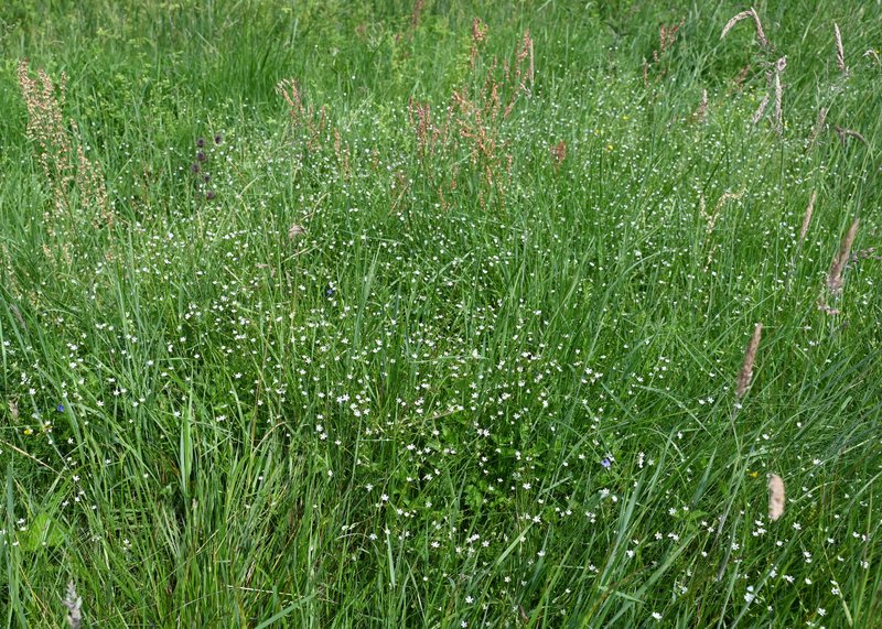 Grass-Like Starwort photo 8