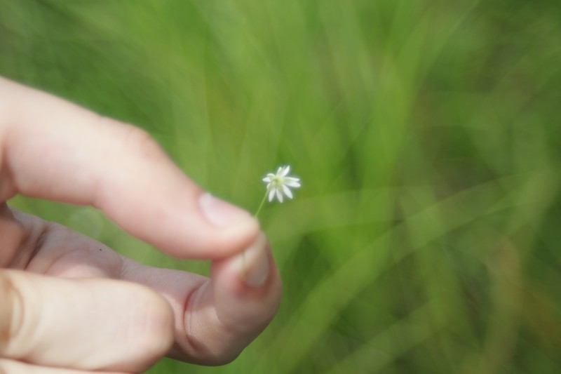 Stellaria graminea var. graminea