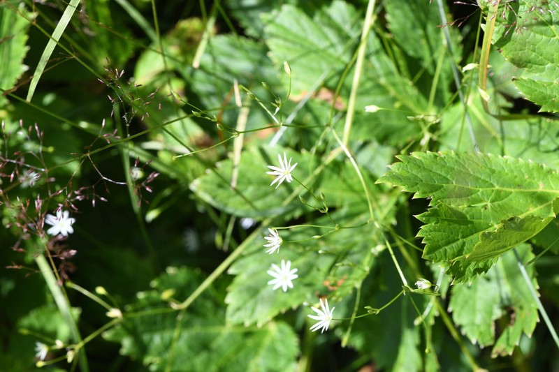 Stellaria graminea var. graminea photo 2
