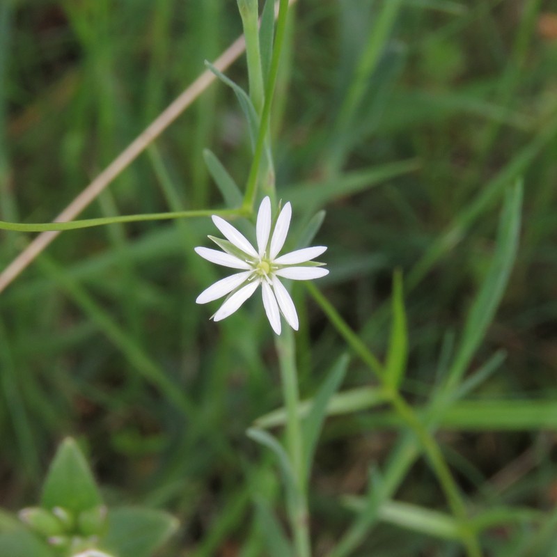Stellaria graminea var. graminea photo 3