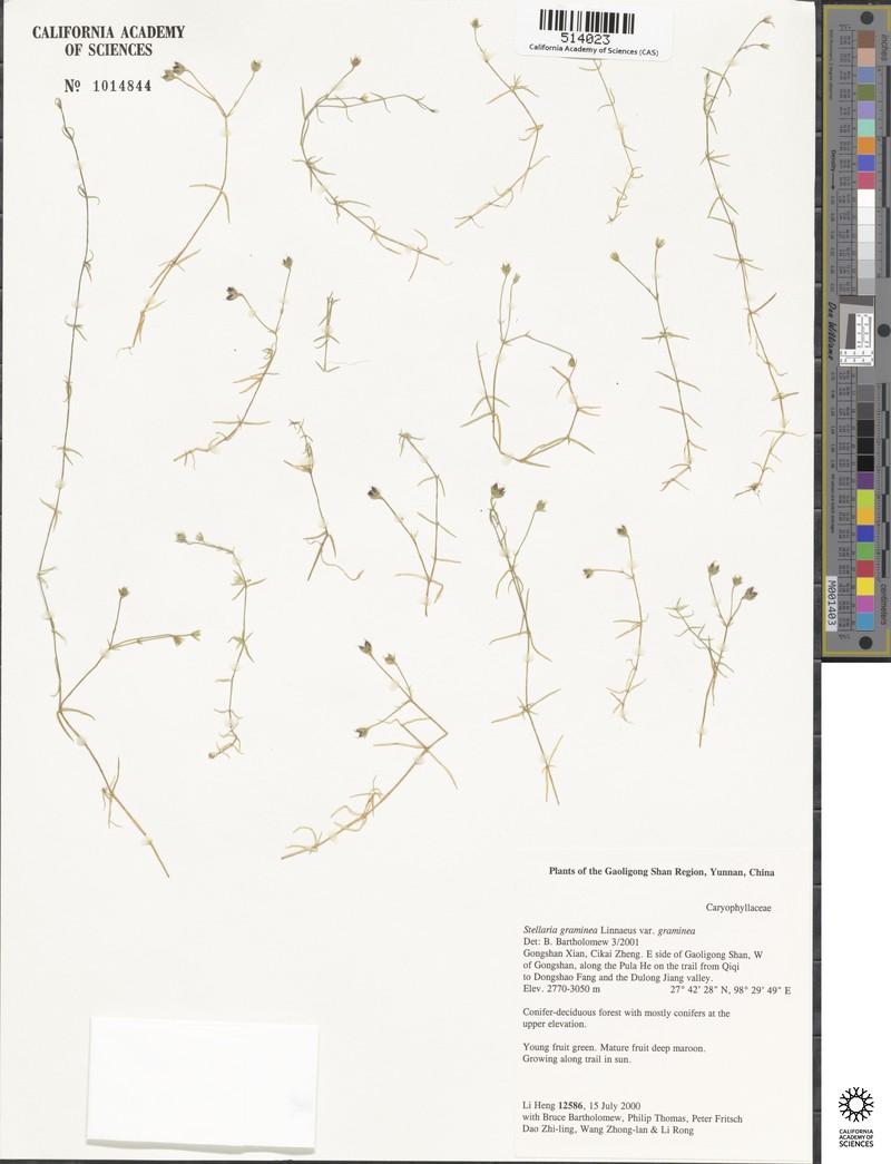 Stellaria graminea var. graminea photo 4