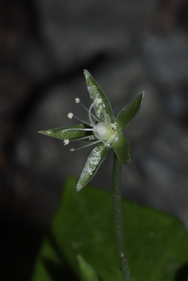 Stellaria hibinoi