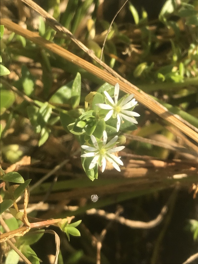 Saltmarsh Starwort photo 3