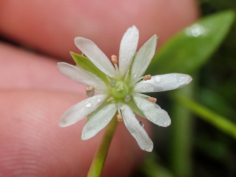 Saltmarsh Starwort photo 4