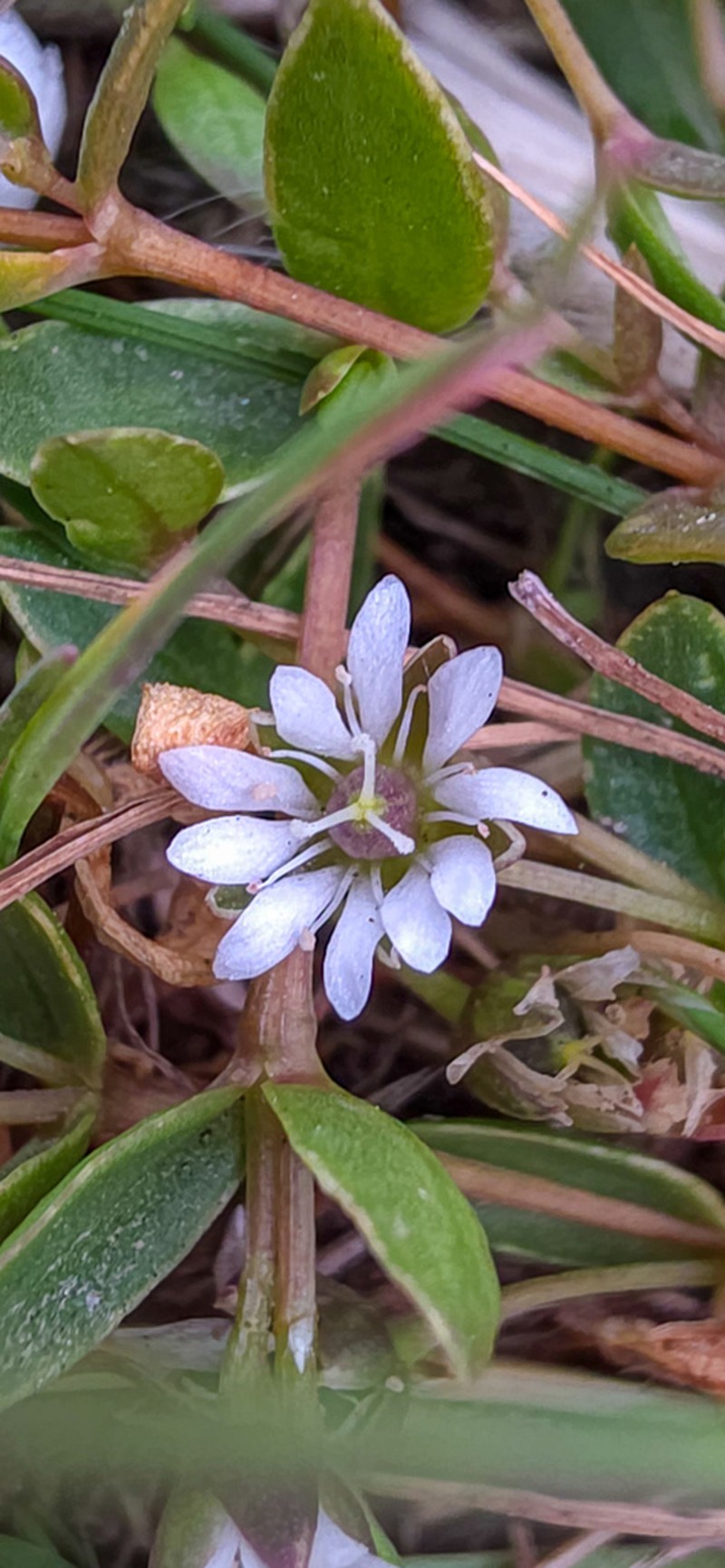 Saltmarsh Starwort photo 5