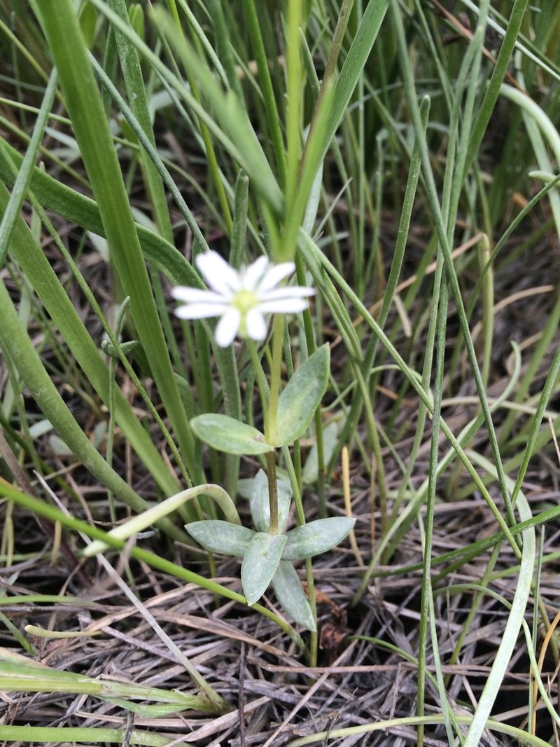 Saltmarsh Starwort photo 6