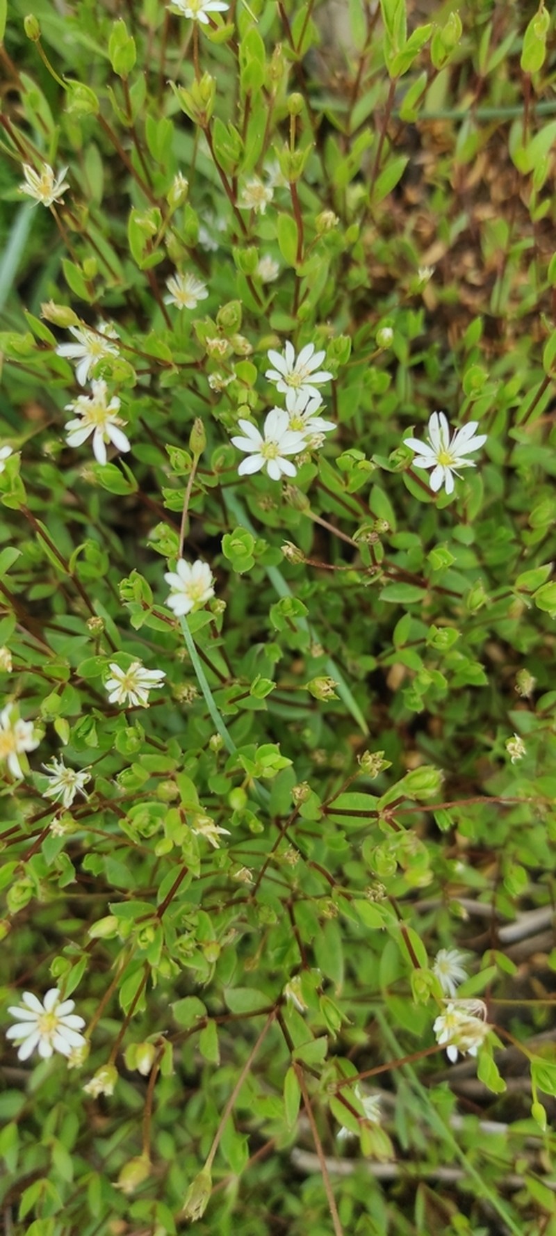 Saltmarsh Starwort photo 7