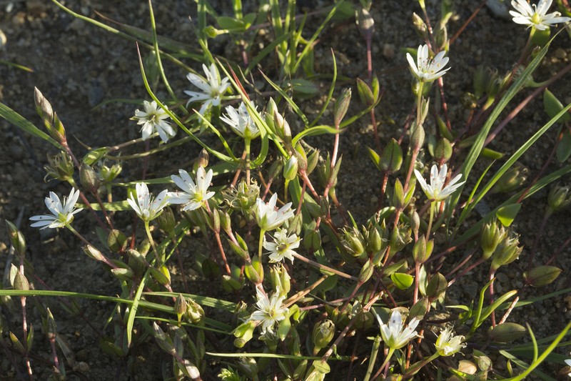 Saltmarsh Starwort photo 8