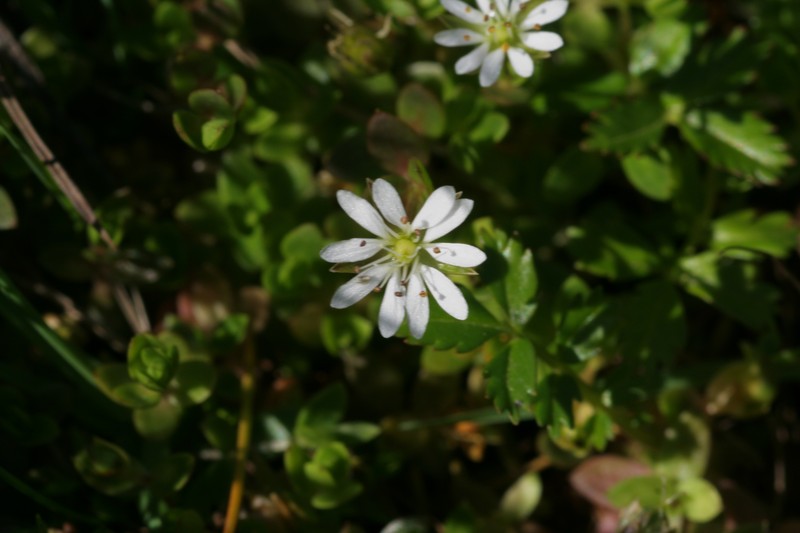 Saltmarsh Starwort photo 2
