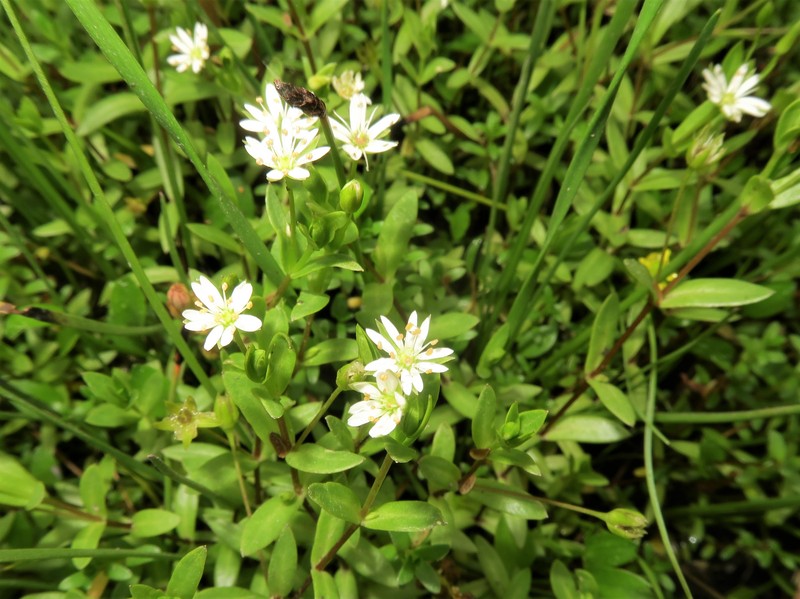 Saltmarsh Starwort photo 3