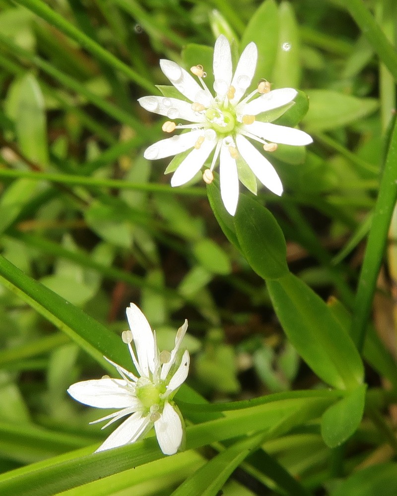 Saltmarsh Starwort photo 4