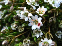 Saltmarsh Starwort