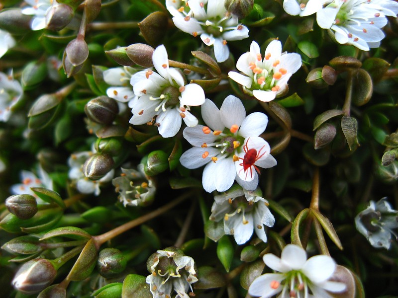 Saltmarsh Starwort