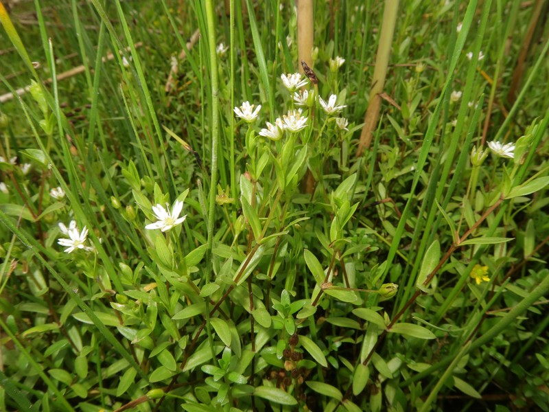 Saltmarsh Starwort photo 5