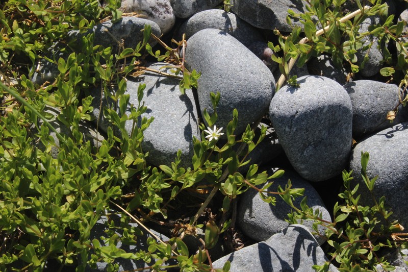 Saltmarsh Starwort photo 6