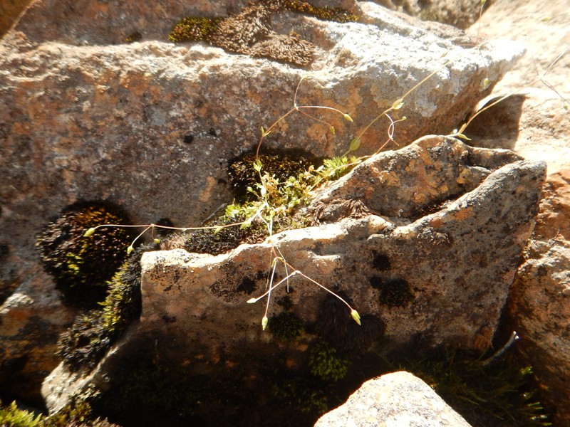 Colorado Starwort