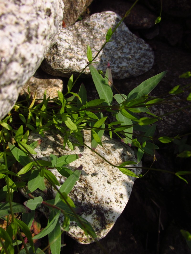 Colorado Starwort photo 3