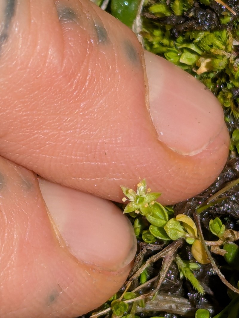 Colorado Starwort photo 4