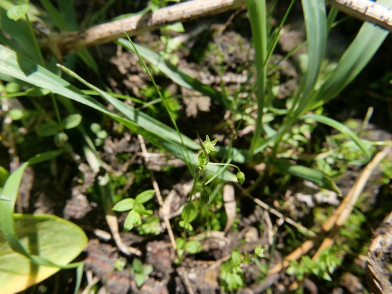 Colorado Starwort photo 5